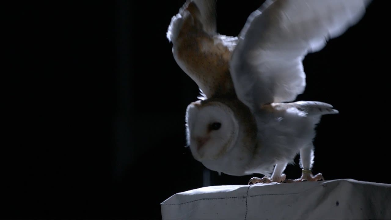 The Owl That Isn’t There