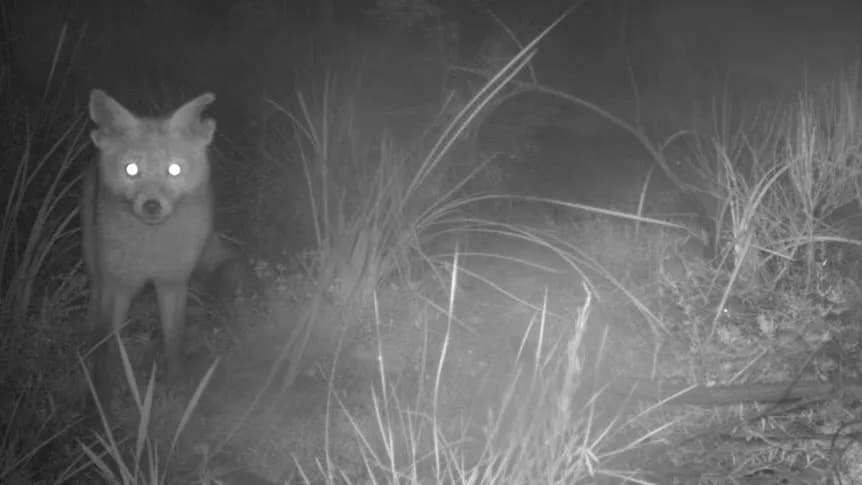 Red fox in Australian bush, camera-trap style