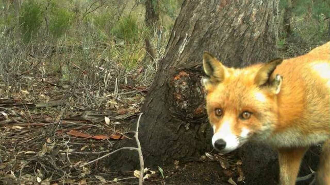 Fox in grass — Rambo, Pilliga conservation area