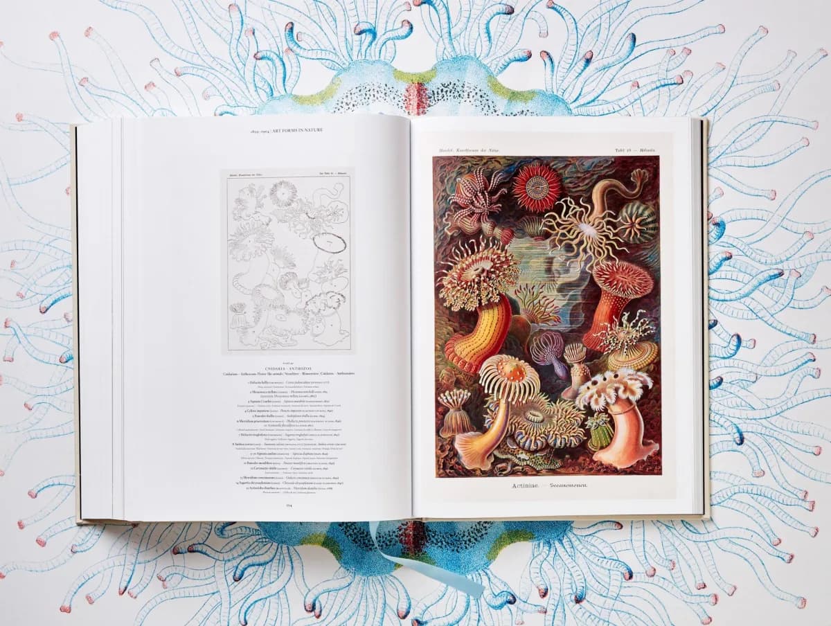 Haeckel radiolarian plates — geometric symmetry of single-celled organisms