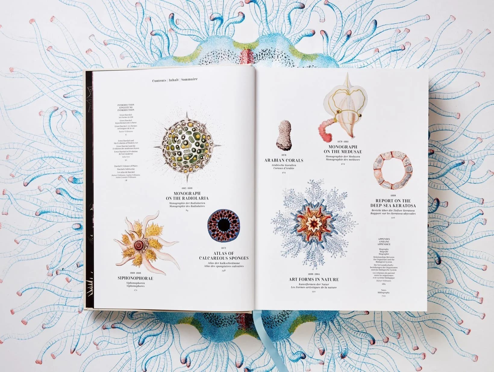 Haeckel jellyfish illustrations — Medusae plates