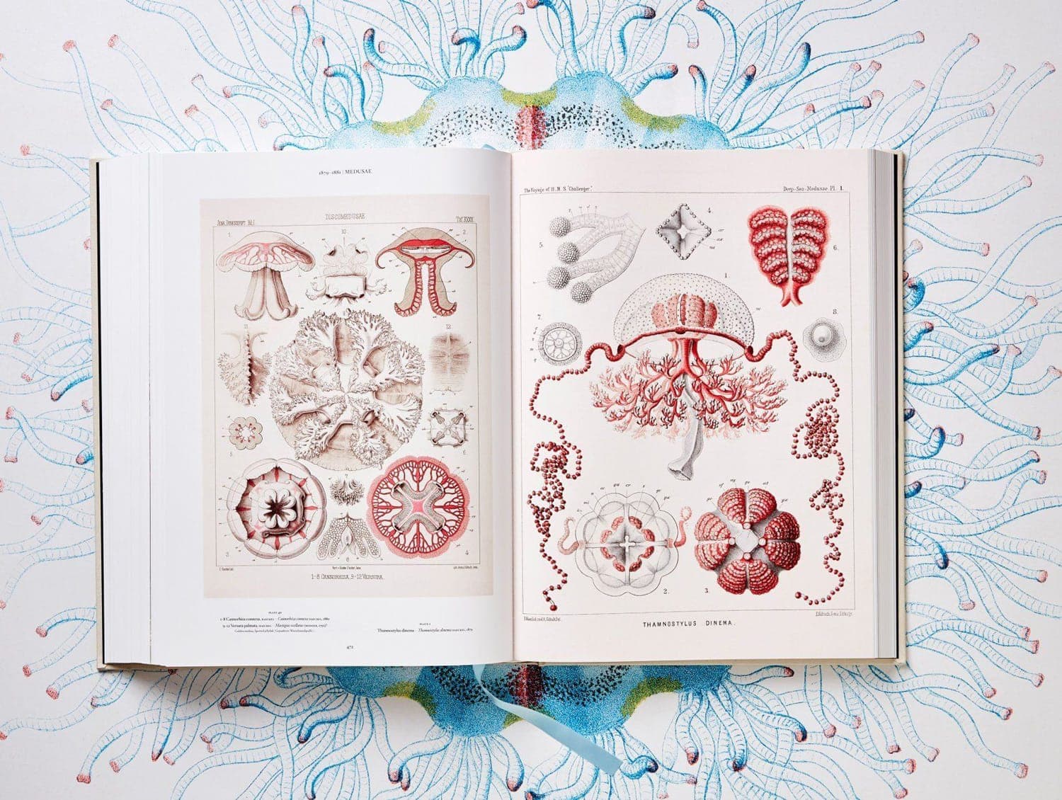 Haeckel coral and marine organism drawings