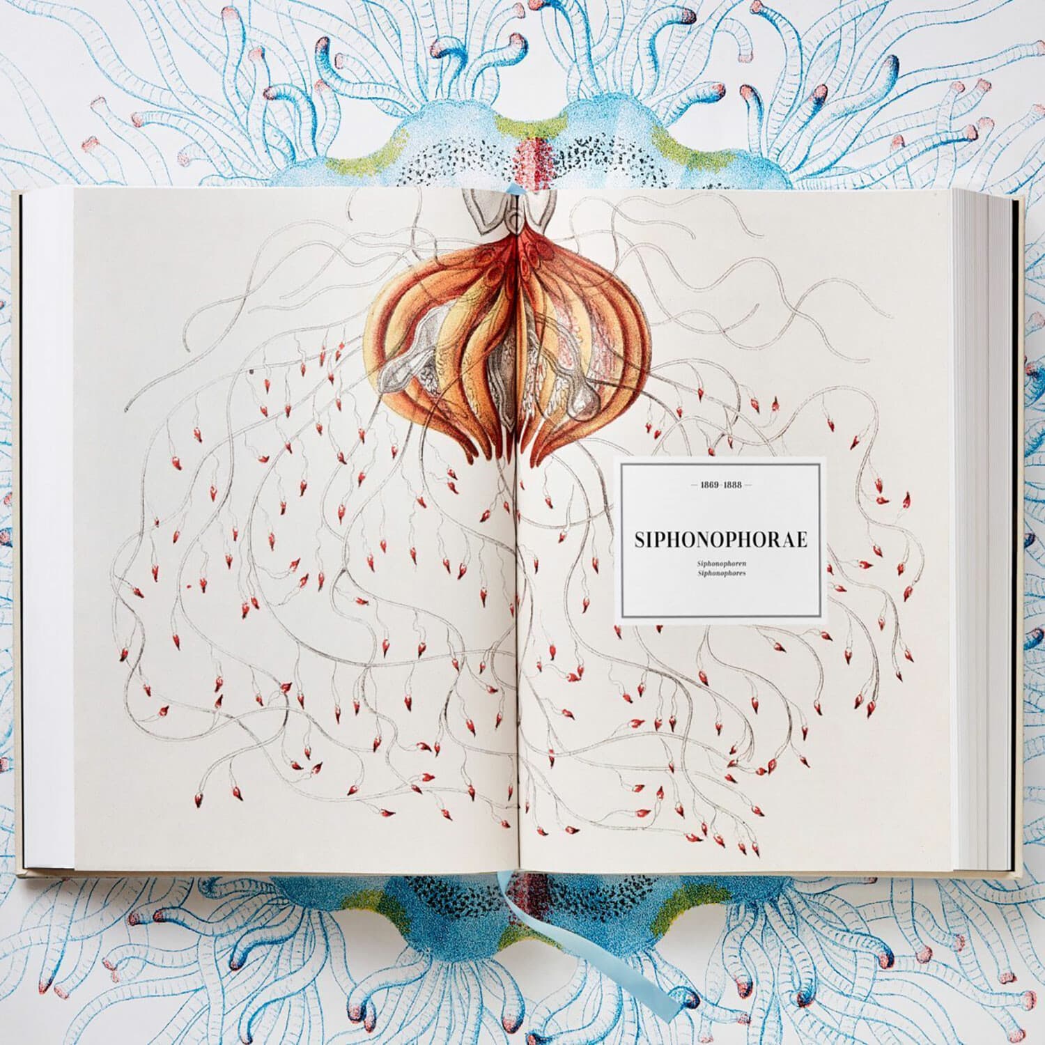 Haeckel botanical and fern illustrations