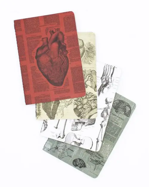 Anatomy Pocket Notebooks Set of 4