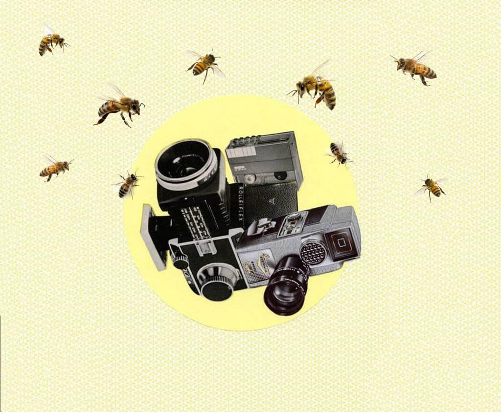 Top 10 Must Watch Honeybee and Beekeeping Documentaries 1