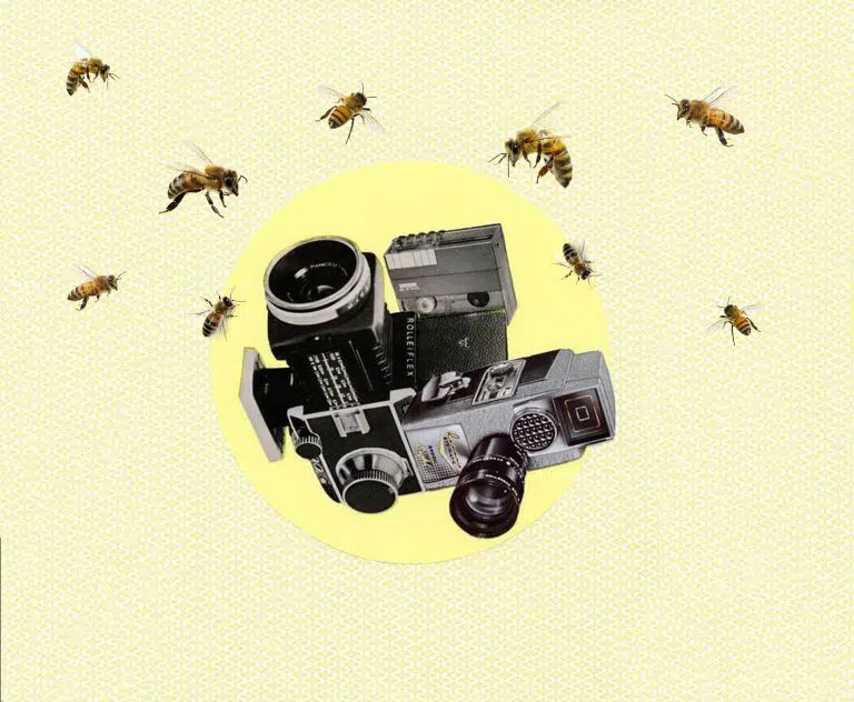 10+ Remarkable Documentaries About Honeybees