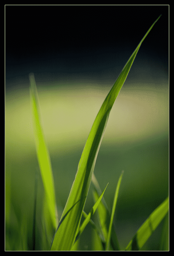 curved grass