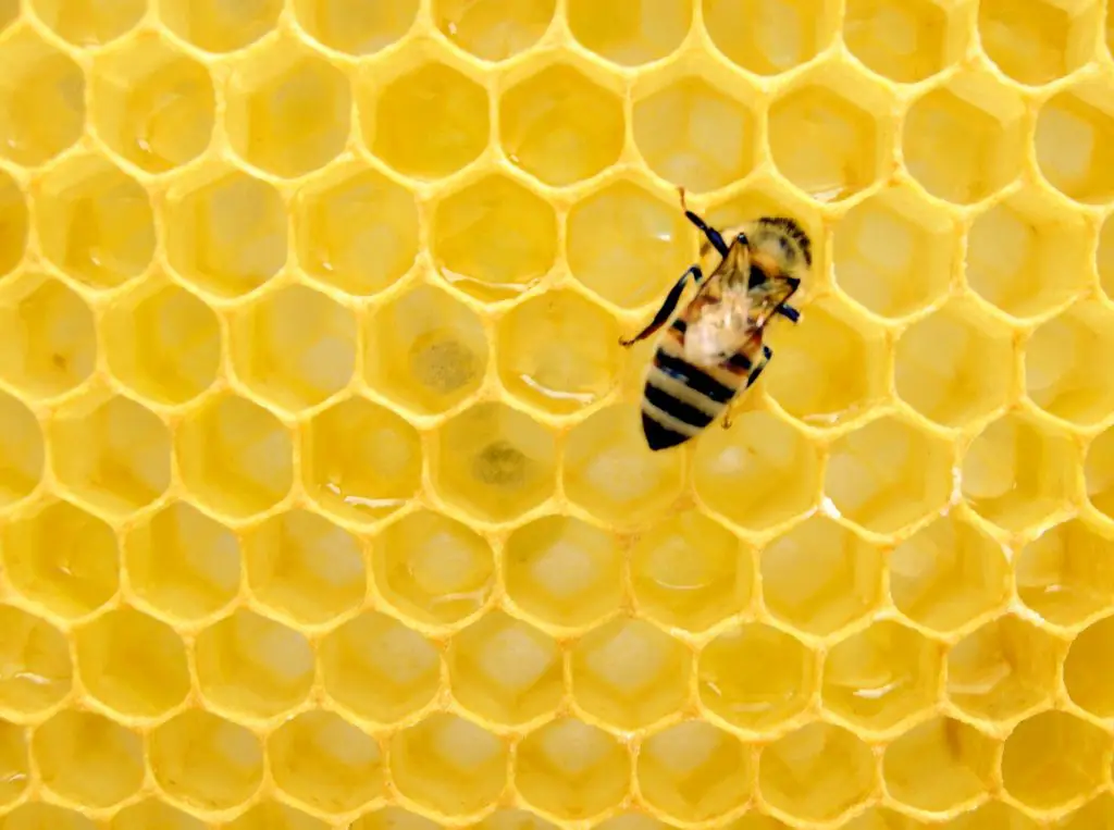 Why Nature Prefers Hexagons Honeybee