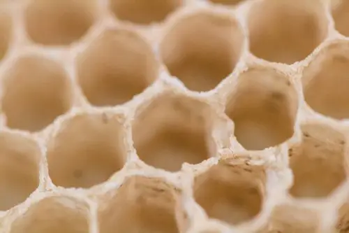nature honeybee hexagon