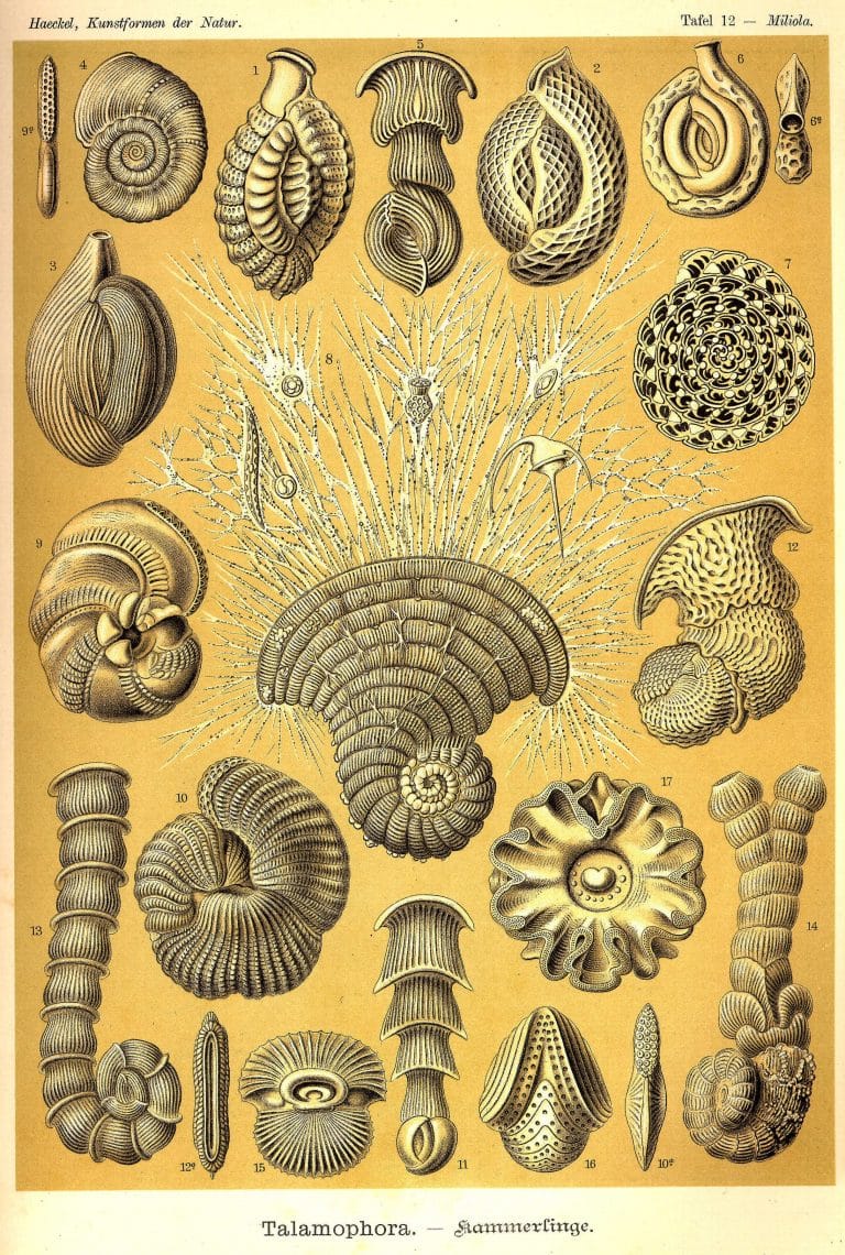 Ernst Haeckels Drawings 12 Talamophora