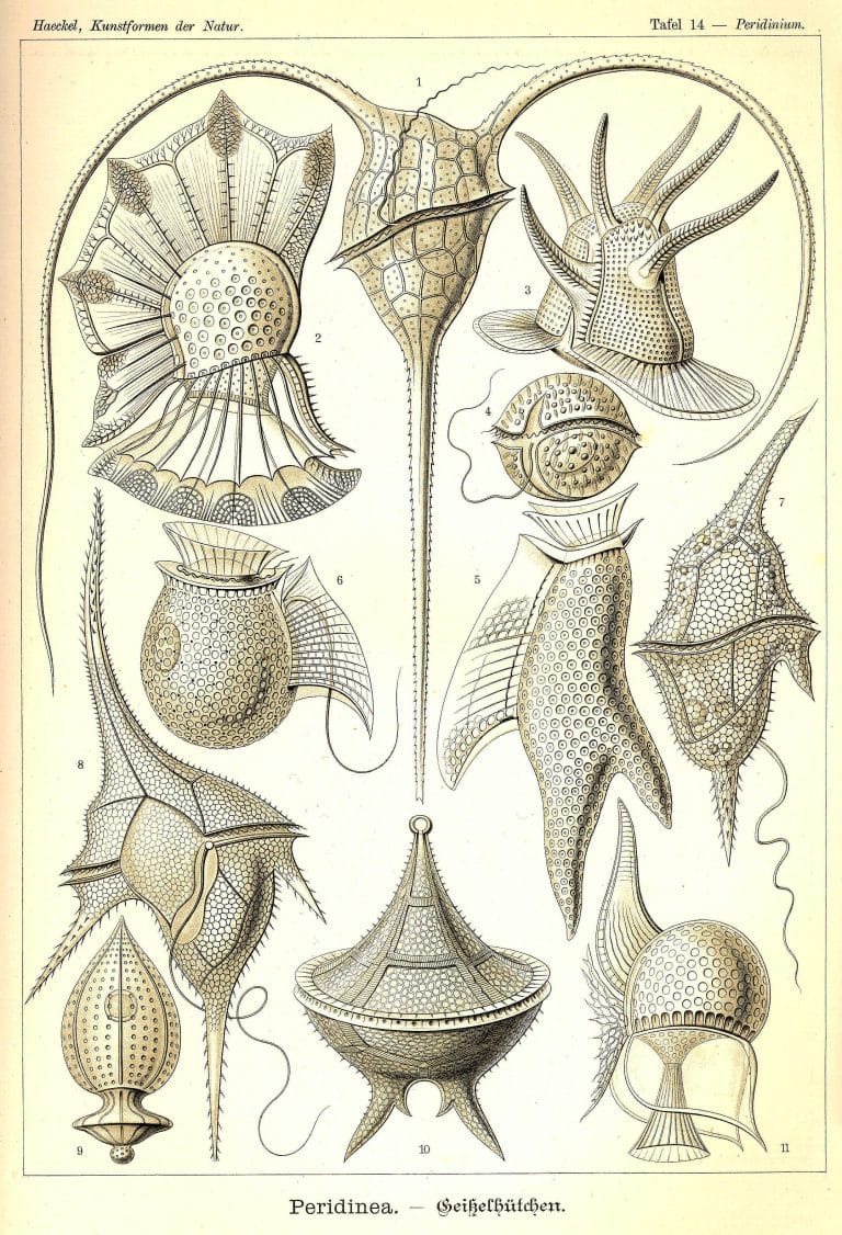 Ernst Haeckels Drawings 14 Peridinea