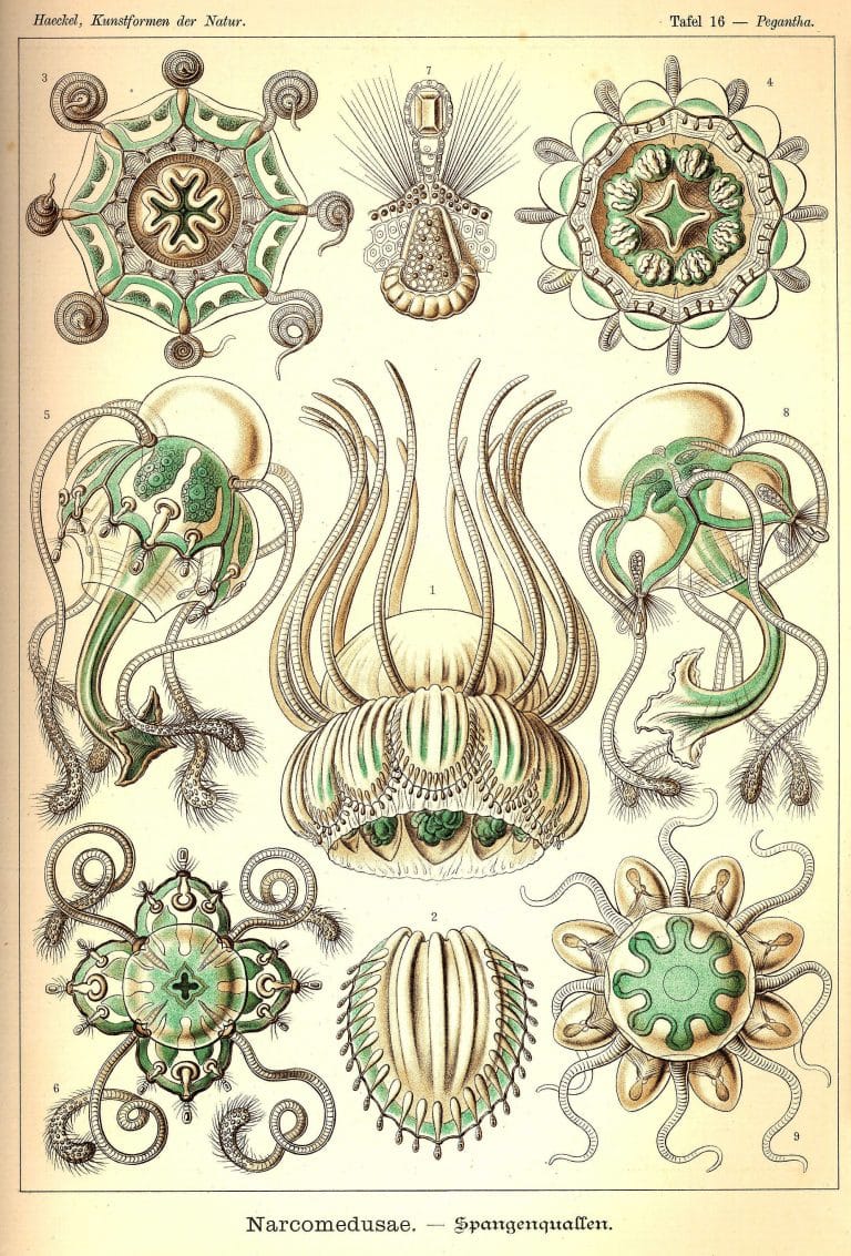 Ernst Haeckels Drawings 16 Narcomedusae