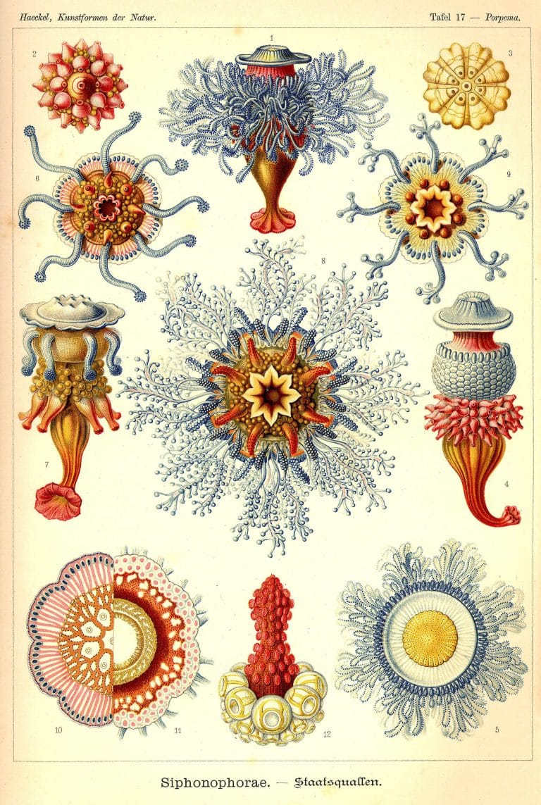 Ernst Haeckels Drawings 17 Siphonophorae