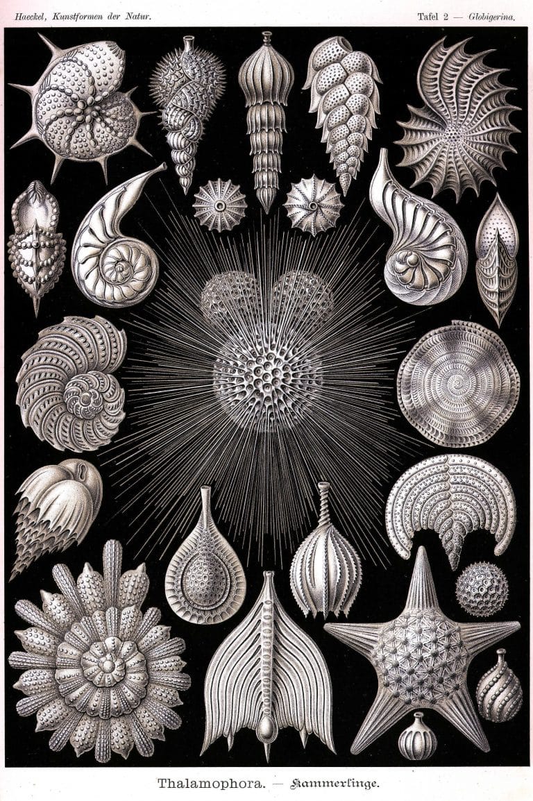 Ernst Haeckels Drawings 2 Thalamophora