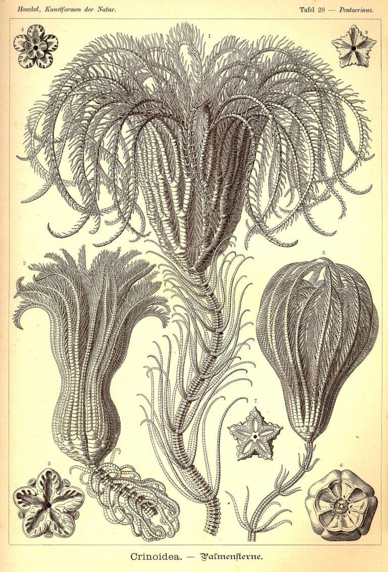 Ernst Haeckels Drawings 20 Crinoidea