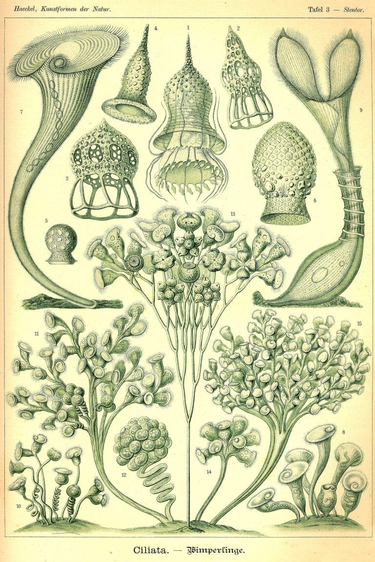 Ernst Haeckels Drawings 3 Ciliata