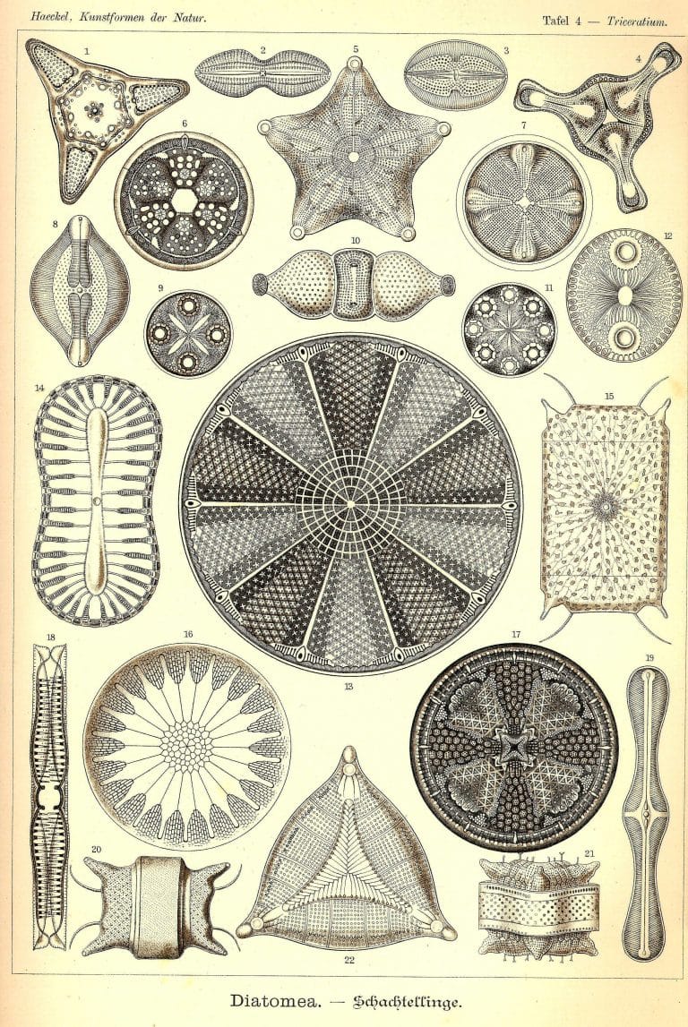 Ernst Haeckels Drawings 4 Diatomea