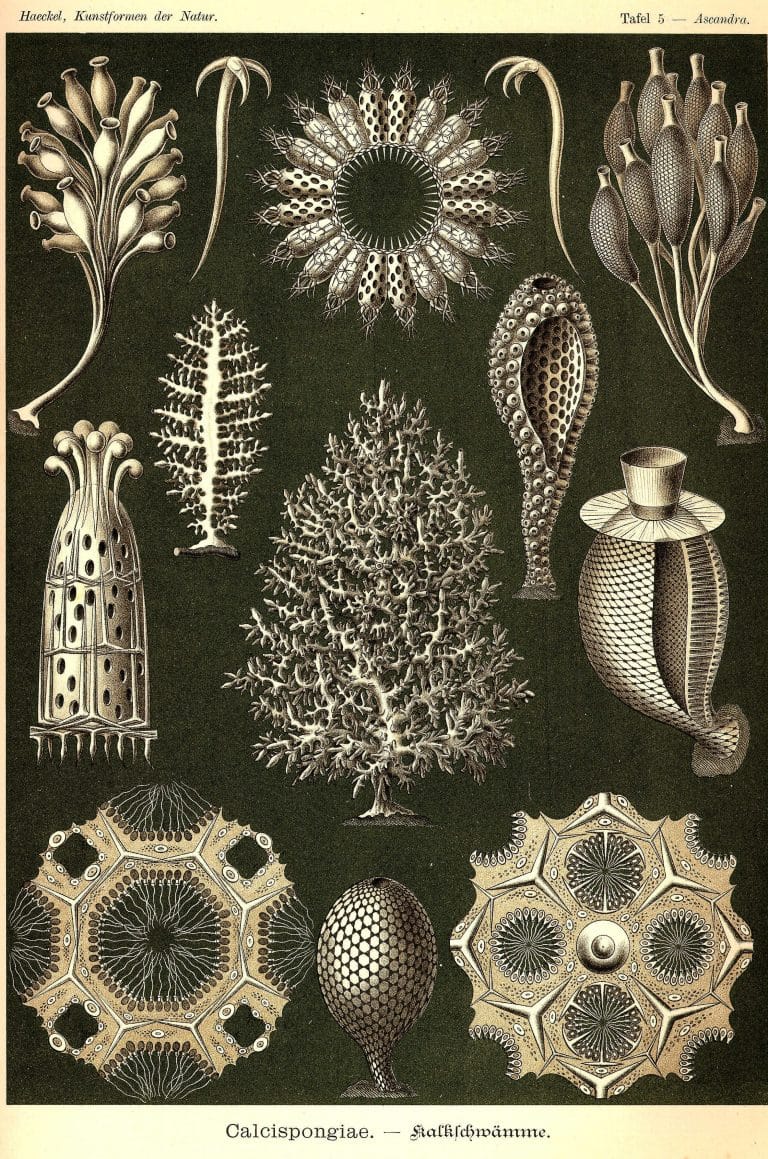 Ernst Haeckels Drawings 5 Calcispongriae