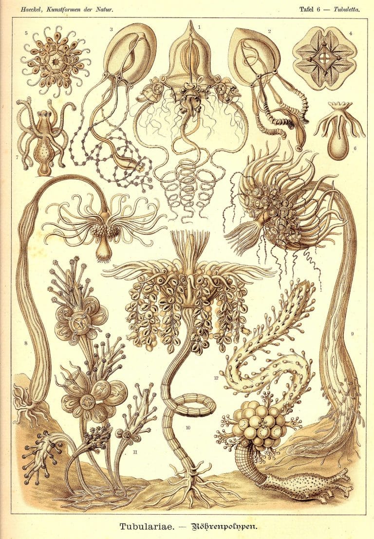 Ernst Haeckels Drawings 6 Tubulariae