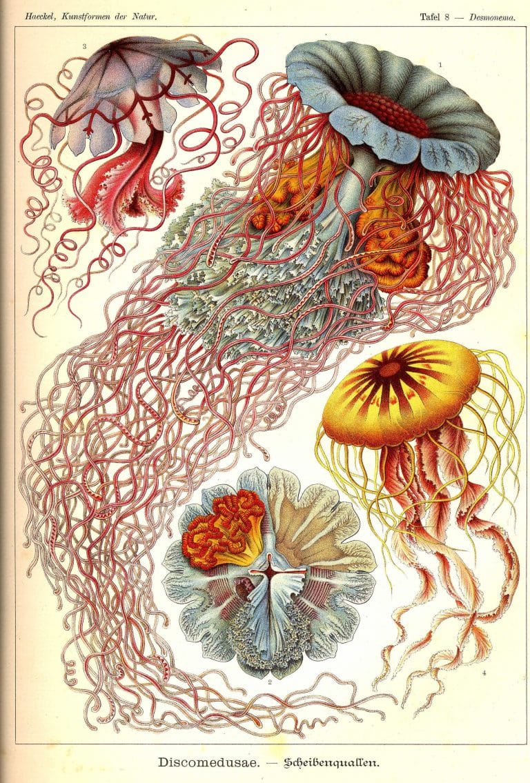 Ernst Haeckels Drawings 8 Discomedusae
