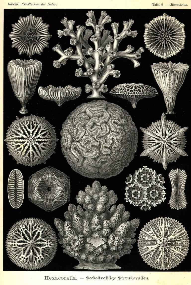 Ernst Haeckels Drawings 9 Hexacoralla