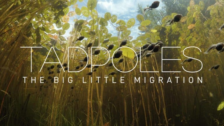 Tadpoles: The Big Little Migration | Beautiful Mini Documentary | Abakcus
