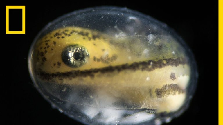 Salamander Grow From a Single Cell | Incredible Time-Lapse | Abakcus