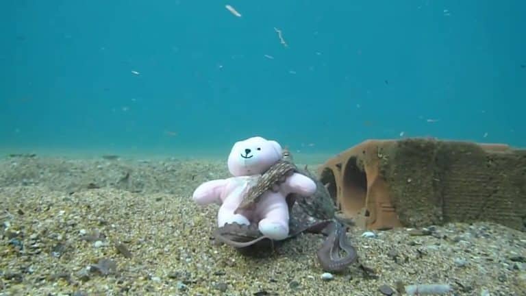 Octopus Fell In Love With Teddy! | Nature Video | Abakcus