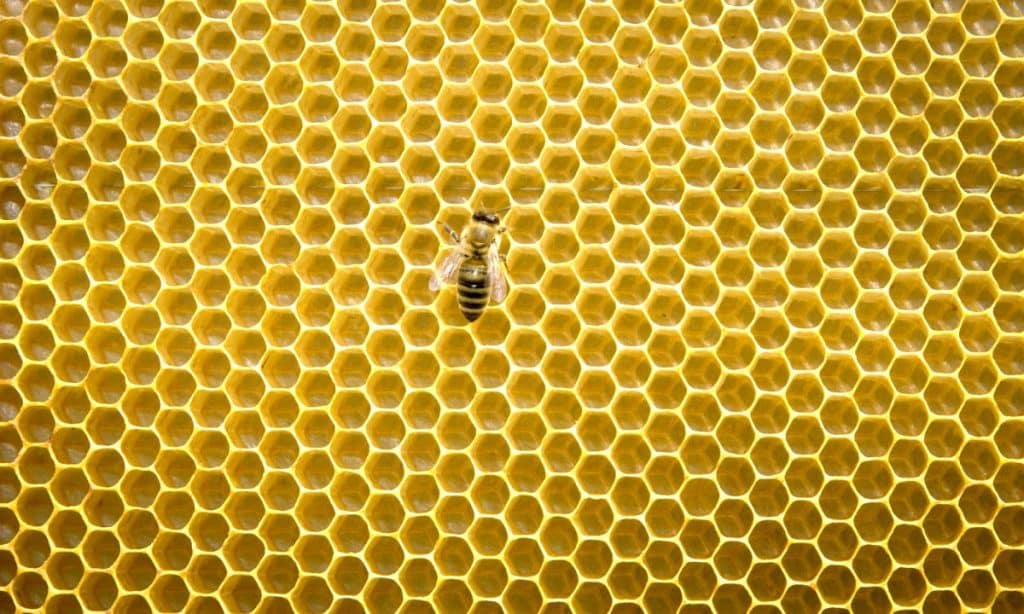 The Astonishing Math Knowledge of Honeybees Article Abakcus 3