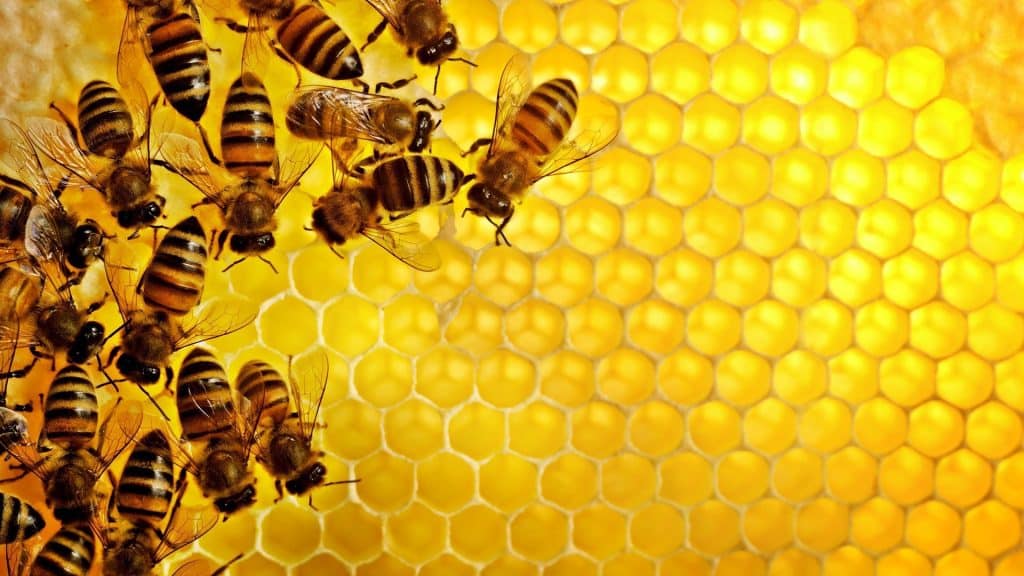 The Astonishing Math Knowledge of Honeybees Article Abakcus 4