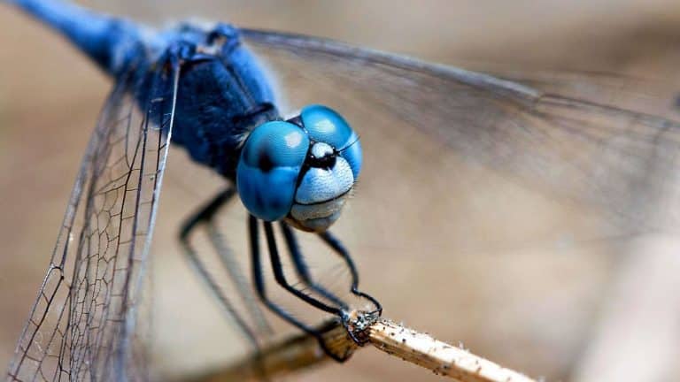 How Do Dragonflies See the World? | Video | Abakcus