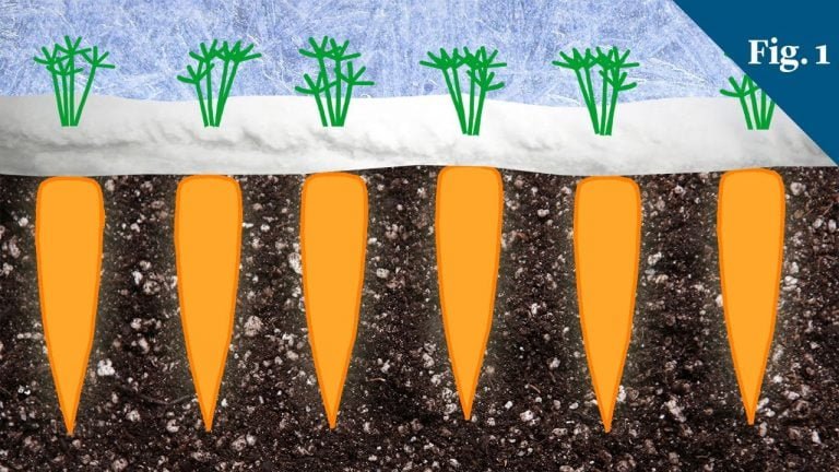 Why Carrots Taste Sweeter In Winter | Video | Abakcus
