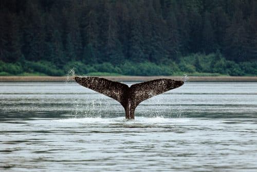 Why Whales Got So Big? | Article | Abakcus