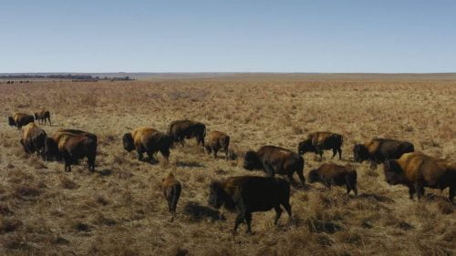 How Bison Are Saving America's Lost Prairie? | Video | Abakcus