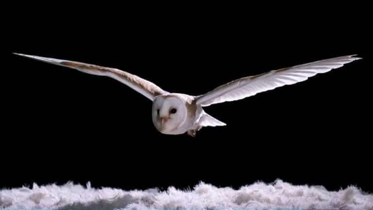 The silent flight of an owl | Video | Abakcus