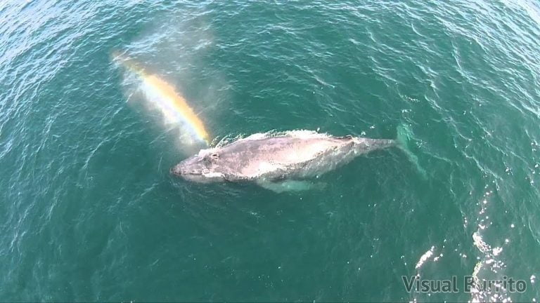 Whale Shoots Rainbow from It's Blowhole | Video | Abakcus