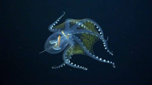 Glass Octopus Encounter | Video | Abakcus