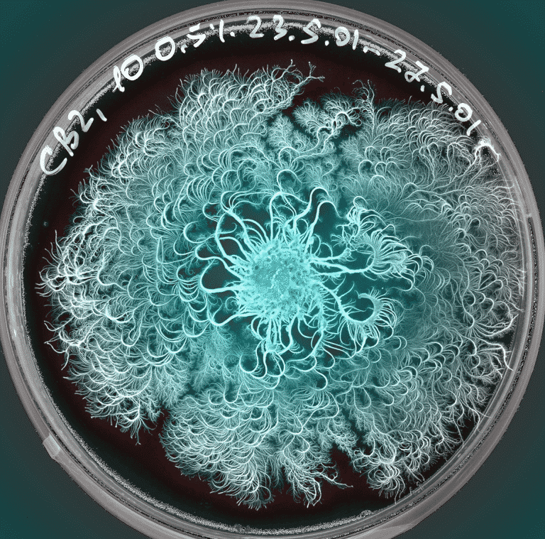 Eshel Ben Jacob Microbial Art 13