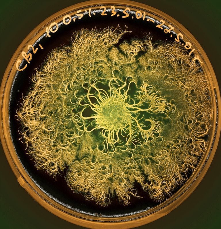 Eshel Ben Jacob Microbial Art 2