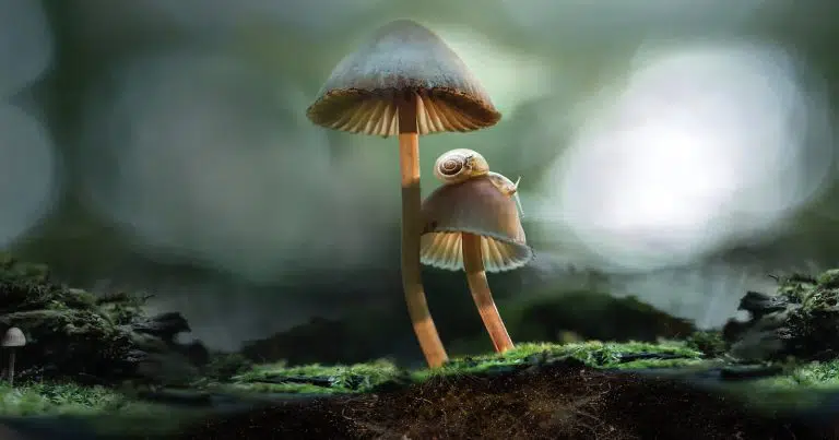 How Mushroom Time-Lapses Are Filmed? | Video | Abakcus