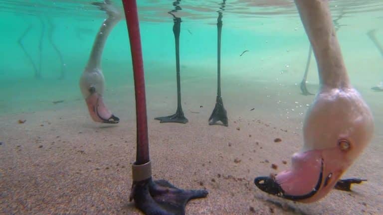 Underwater Flamingo Feeding | Video | Abakcus