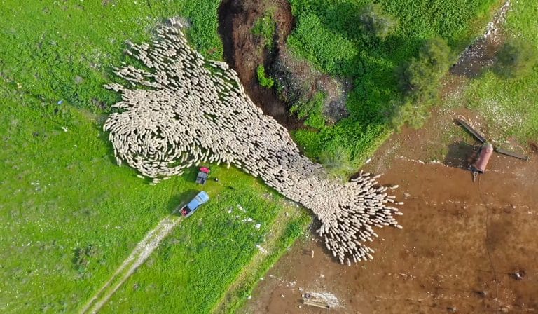 Aerial Sheep Herding in Yokneam | Video | Abakcus