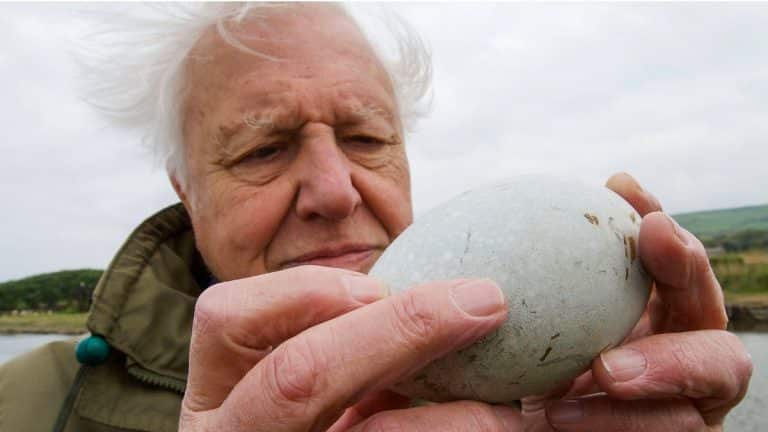 How Are Eggs Made? | Attenborough's Wonder of Eggs | BBC Earth