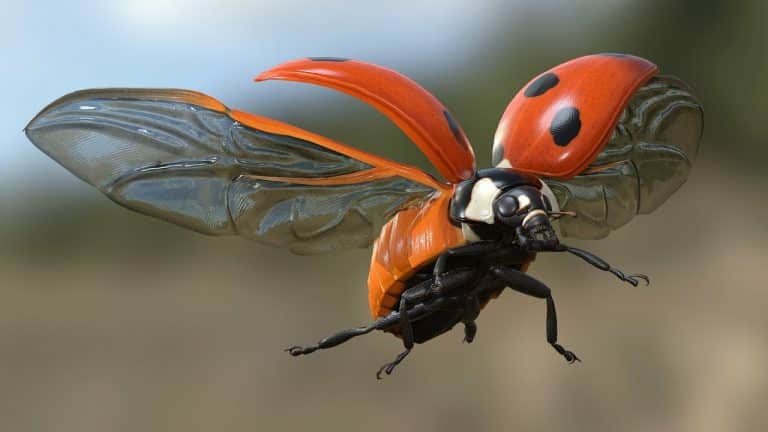 Insects in Flight | Ladybug in Slow Motion | Video | Abakcus