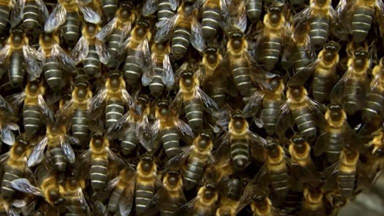 Why Do These Bee's Buzz in Sync? | Video | Abakcus