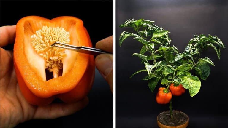 Growing Red Bell Pepper Time Lapse | Video | Abakcus
