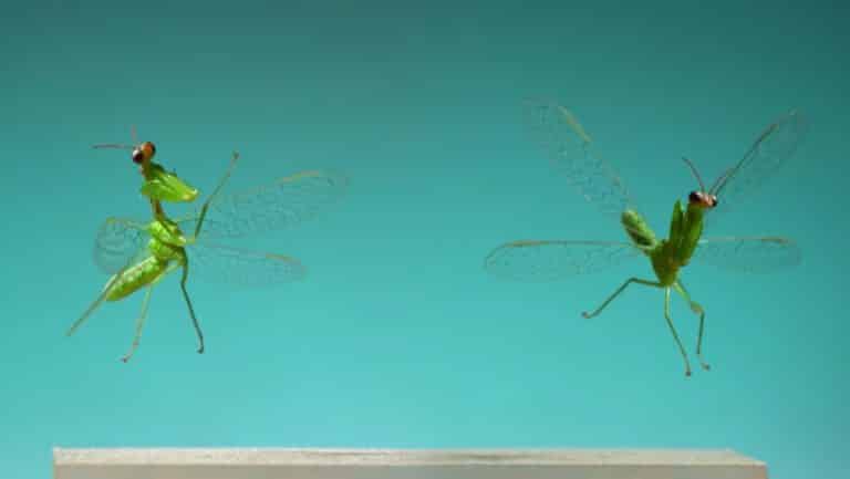 Praying Mantis & More! 15 Insects Flying in Slow Motion | Video | Abakcus
