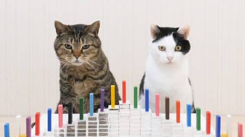 Cats and Domino | Video | Abakcus
