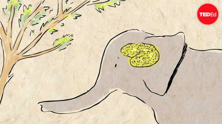 Why Do Elephants Never Forget The Incredible Truth