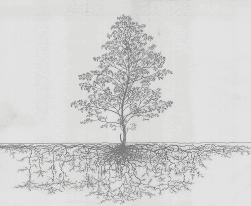 1000+ Remarkable Drawings of Root Systems | Abakcus
